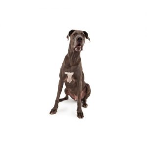 Popular Dog Breeds