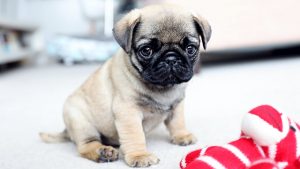 baby pug