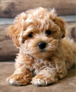 maltipoo and poodle mix
