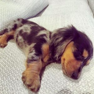 fluffy miniature dachshund