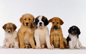 variety of puppies