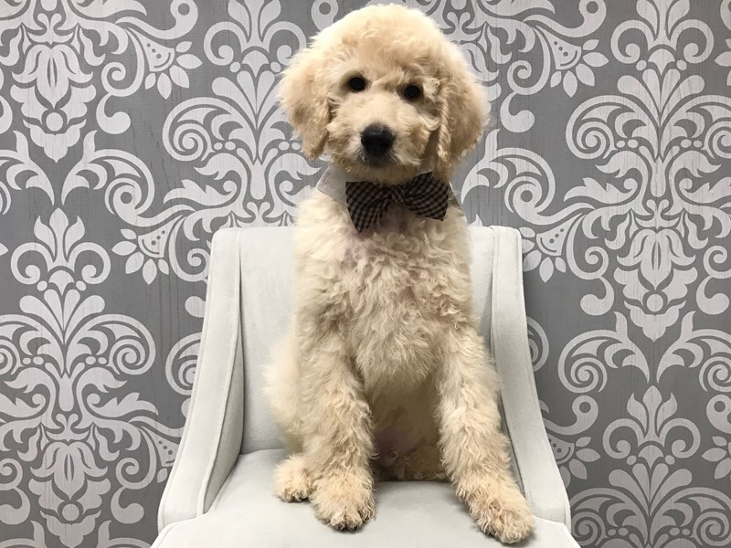 2nd gen goldendoodle