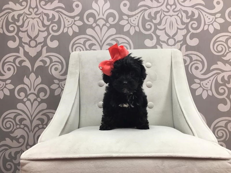 black yorkie poo stuffed animal