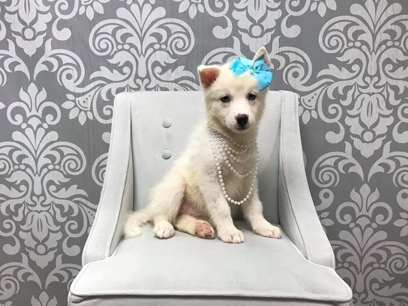Siberian Husky-DOG-Female-White-1921803-Furry Babies