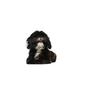 Affenpinscher