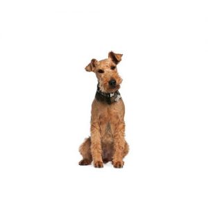 Furry Babies Airedale Terrier