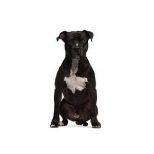 American Straffordshire Terrier