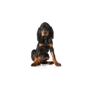 Furry Babies Black and Tan Coonhound