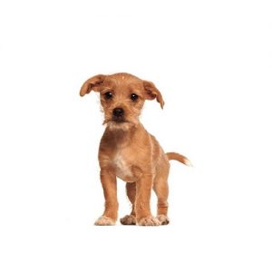 Border Terrier