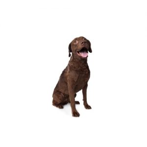 Chesapeake Bay Terrier