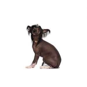 Furry Babies Chinese Crested