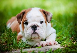 english bulldog puppies for sale