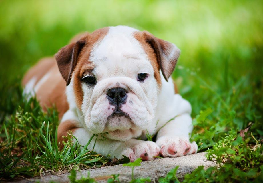 english bulldog puppy stuffed animal