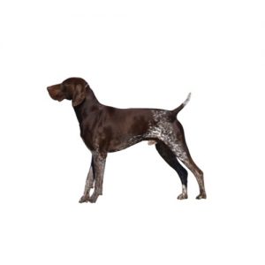 Furry Babies German Shorthaired Pointer