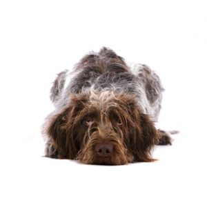 Furry Babies German Wirehaired Pointer