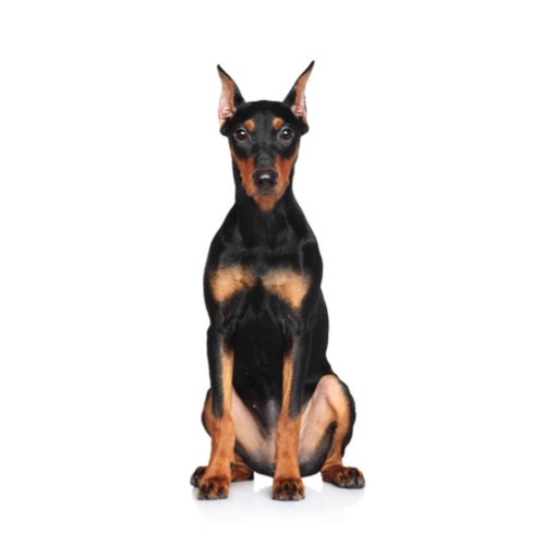german pinscher for sale
