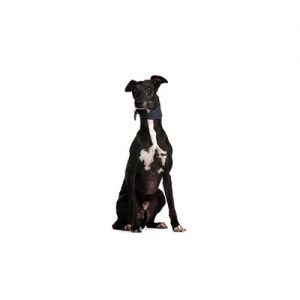 Greyhound