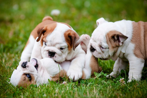 english bulldog puppies for sale