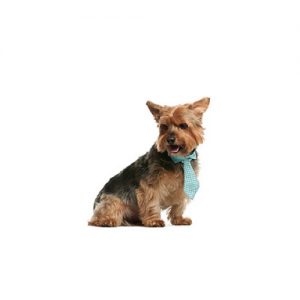 Norwich Terrier