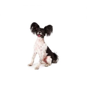 Papillion