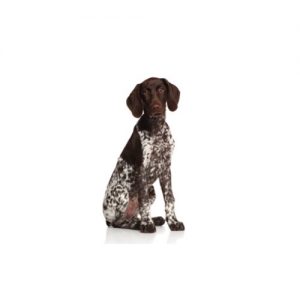 Pointer
