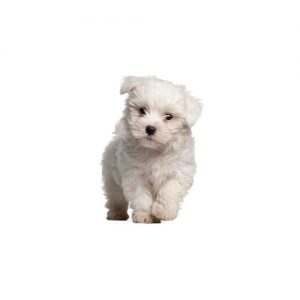 Pomapoo