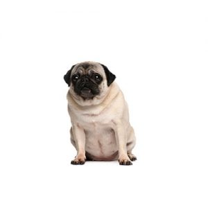 Pug