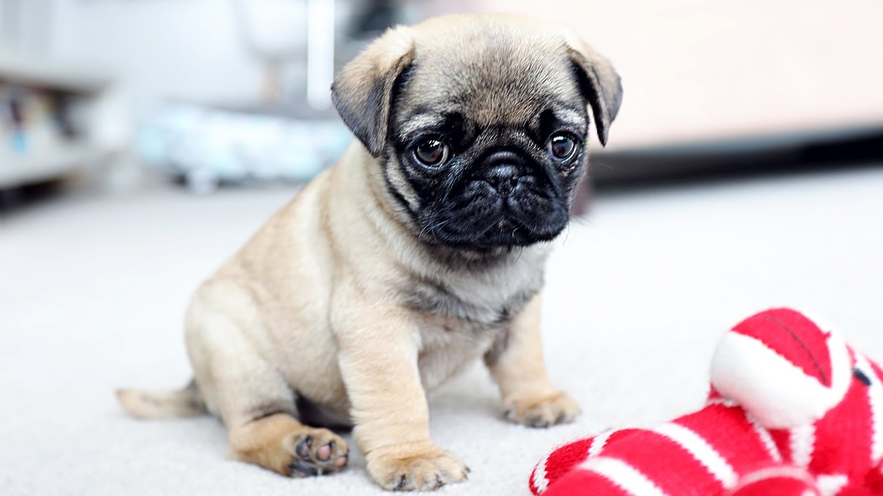 pug puppy breeders