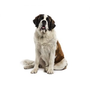 Saint Bernard