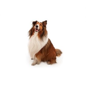 Shetland Sheepdog