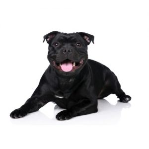 Staffordshire Bull Terrier