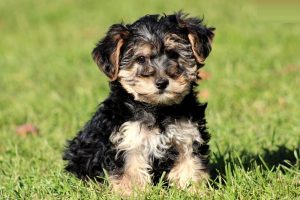 yorkiepoo puppies for sale