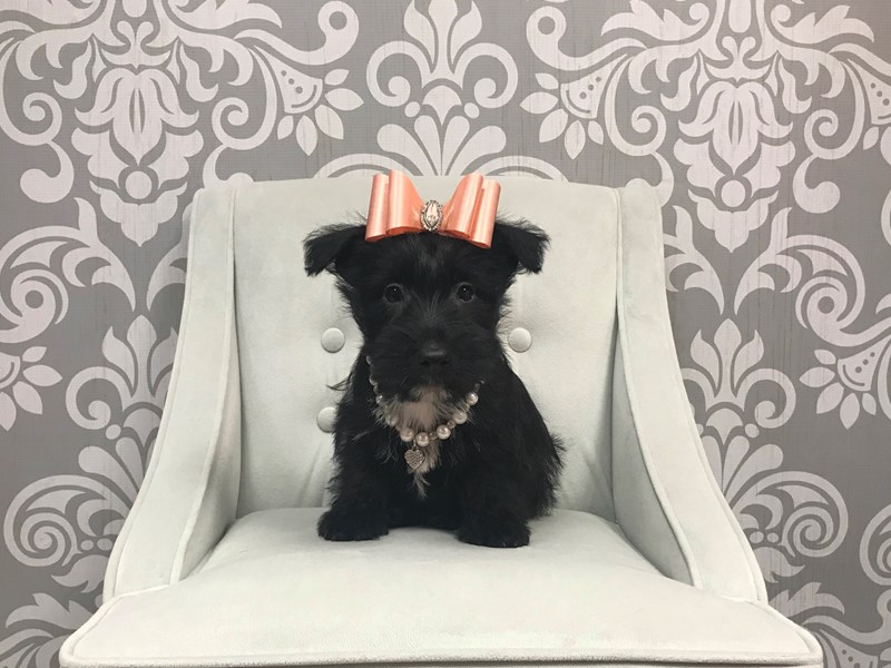 Scottish Terrier-Female--1937612-Furry Babies