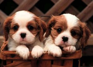 cavalier puppies for sale