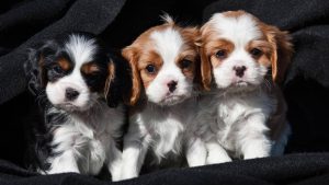 cavalier puppies for sale