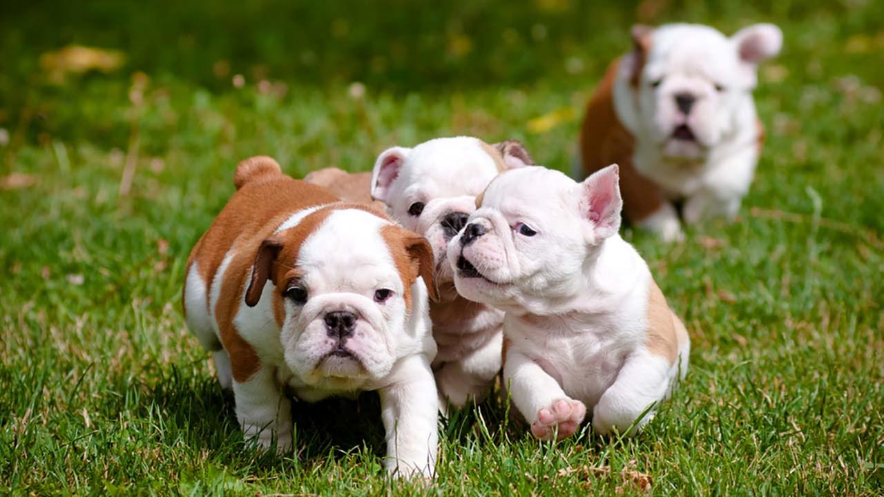 Furry Babies Blog: 5 Great Dog Breeds for Families! - Furry Babies