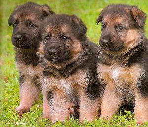 Our German Shepherd Puppies For Sale Are Unparalleled In Loyalty