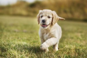 golden retriever puppies for sale