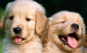 golden retriever puppies for sale