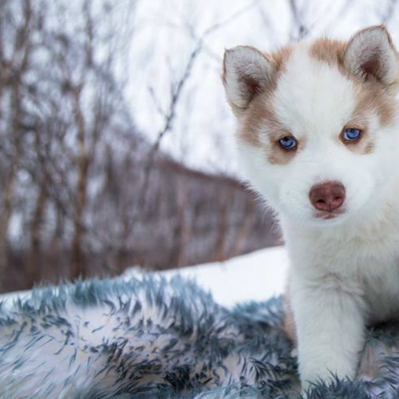 husky baby dog