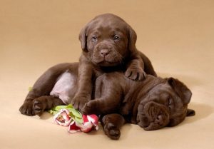 lab puppies for sale