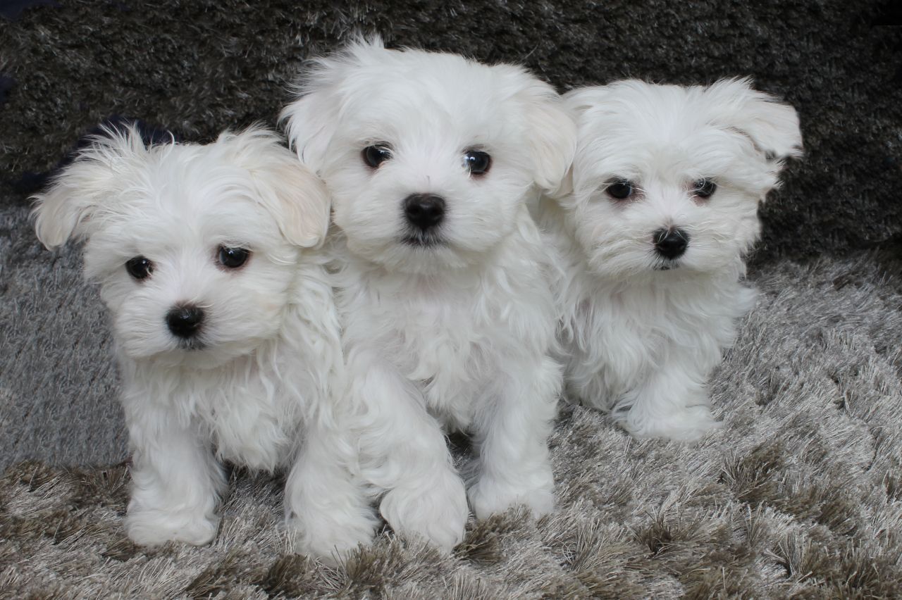 webkinz maltese puppy