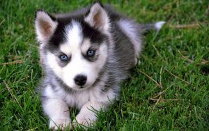 pomsky puppies for sale