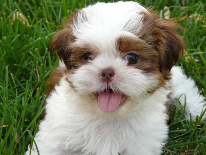 Our Shih Tzu Puppies Are Absolutely Fabulous, Can You Handle These ...