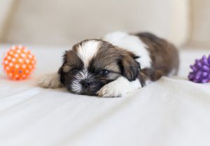 shih tzu puppies for sale