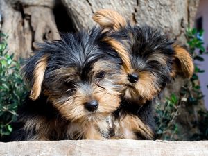 yorkie puppies for sale