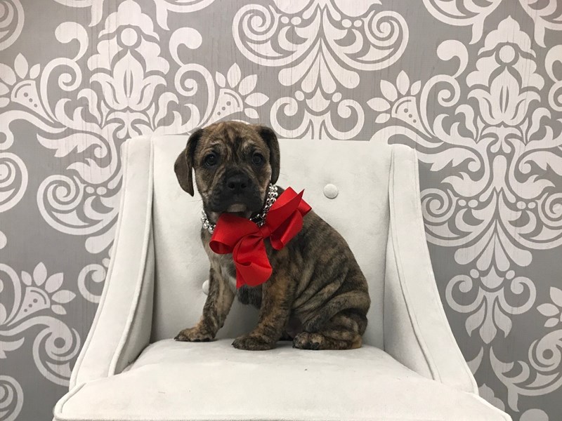 english bulldog puggle