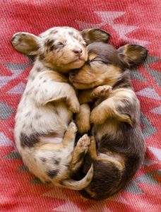 dachshund puppies