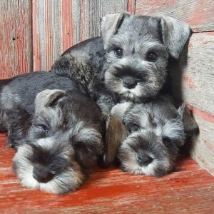 mini schnauzer puppies