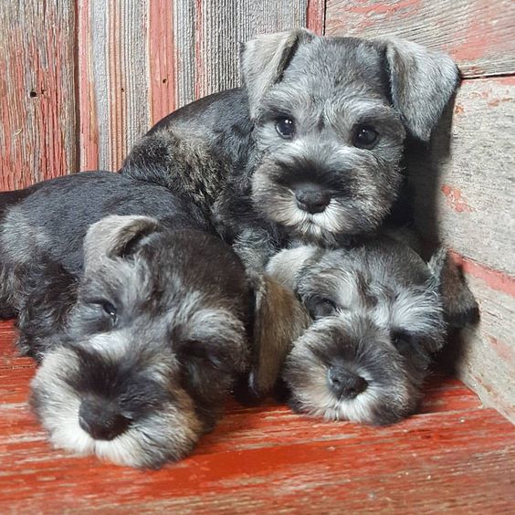 FAQâ€™s for Our Adorable Mini Schnauzer Puppies! - Furry Babies